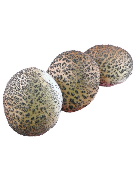 Broodje Wit Maanzaad