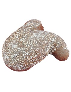Meergranen tulpje